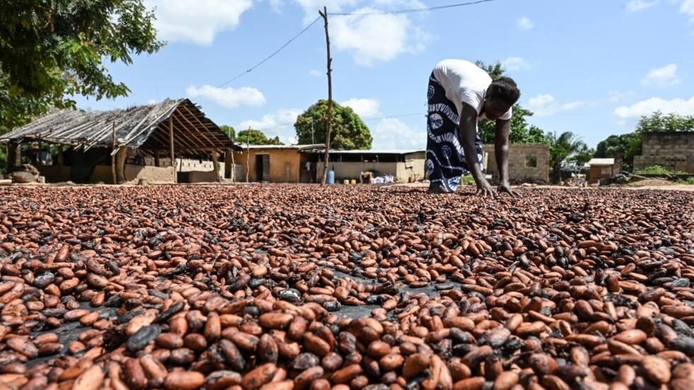 Hausse spectaculaire des cours du cacao à l'international : La Côte d'Ivoire et le Ghana, les deux principaux pays producteurs, à la traîne