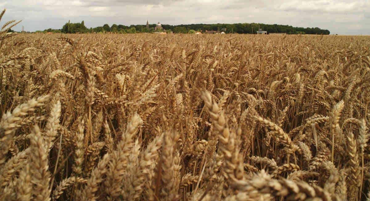 La Russie livrera plus de 25000 tonnes de blé au Mali