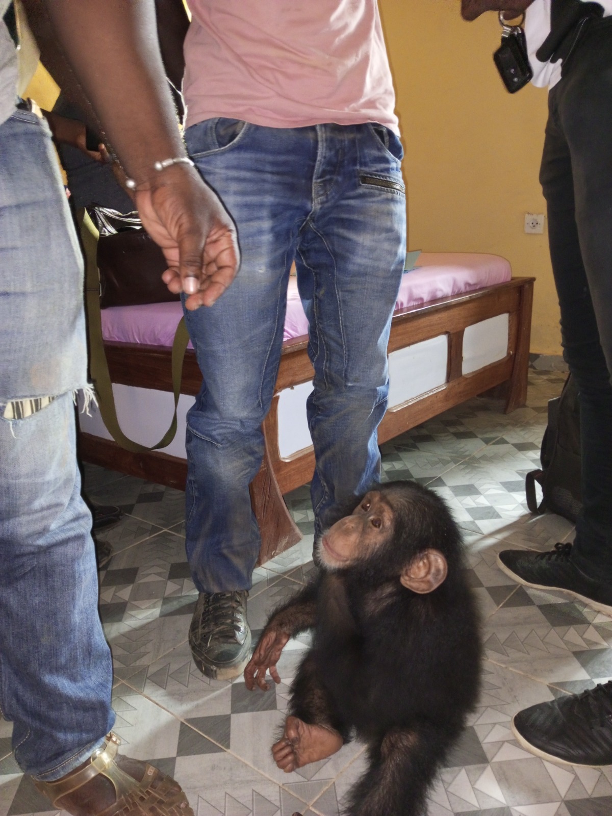 Tabou: Il prend 2 mois de prison assortie d’une amende de 300.000 francs CFA pour trafic de bébé chimpanzé