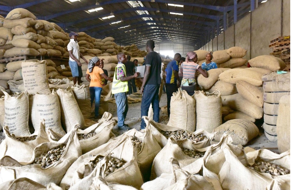 2ème fournisseur mondial d’amandes de cajou après le Vietnam, la Côte d'Ivoire vise une production de 1 250 000 tonnes en 2024