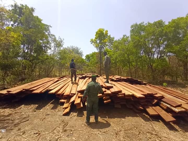 Côte d’Ivoire : Plus de 3000 madriers de bois saisis par la BSSI à Zandougou