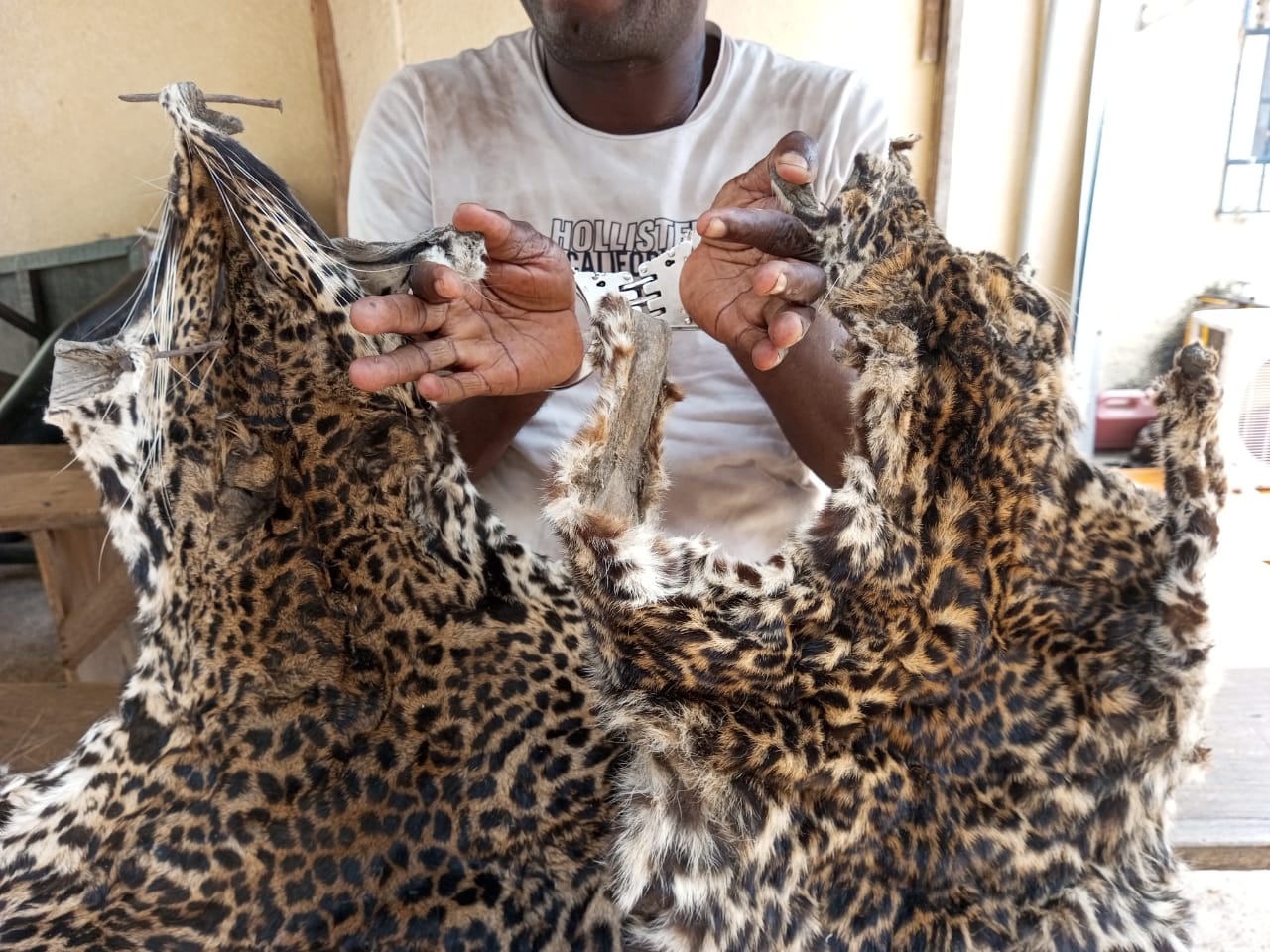 Soubré: Il tente de vendre deux peaux de panthères et une peau de ratel; un présumé trafiquant d’animaux interpellé