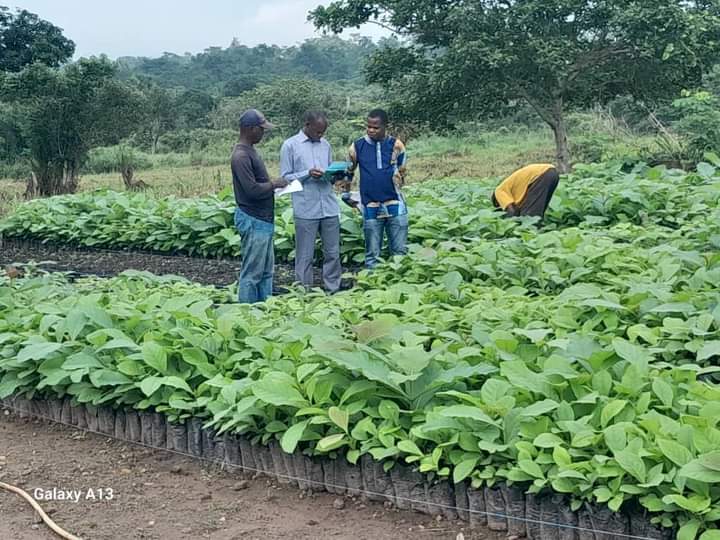 PIDACC/BN composante Côte d’ivoire : Plus de 2 millions de plants produits pour reboiser 2.400 hectares en 2024