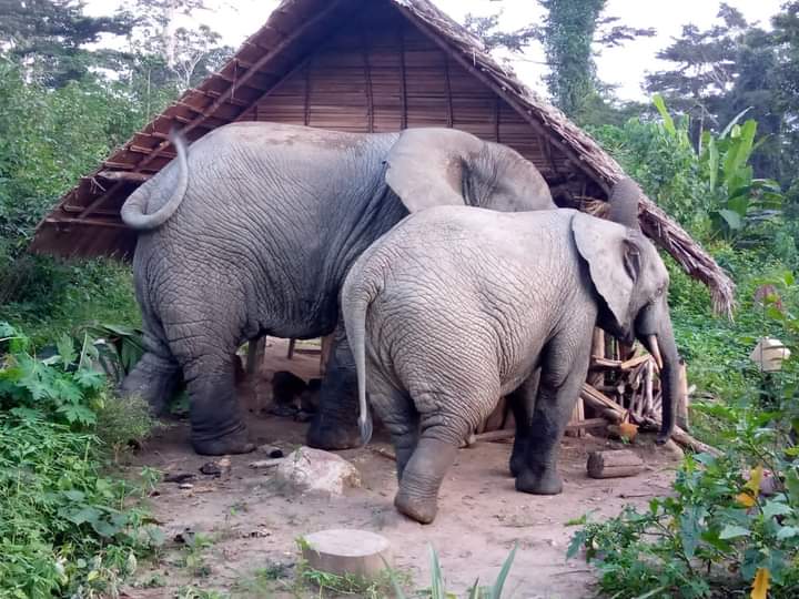 Côte d’Ivoire : Vers la création de sanctuaires pour protéger les éléphants