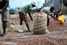 Réforme de la filière café-cacao: Près de 22 000 milliards de FCFA distribués aux producteurs depuis 2012